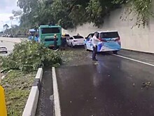 Огромное дерево не выдержало порывов ветра и рухнуло на пассажирский автобус в Сочи