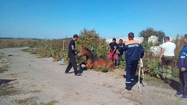 В аткарском селе спасатели достали из колодца лошадь по кличке Мерлин