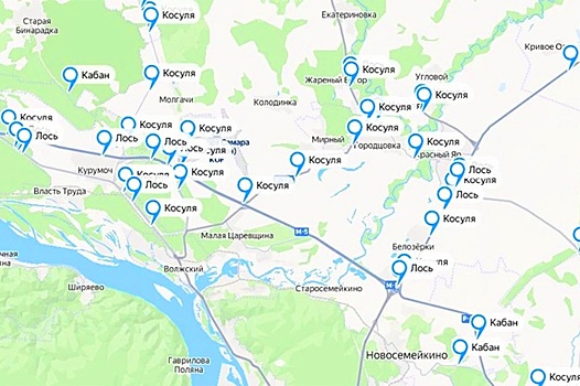 В Самарской области создали карту ДТП с дикими зверями