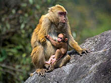 В Индии обнаружили неизвестный ранее вид макак