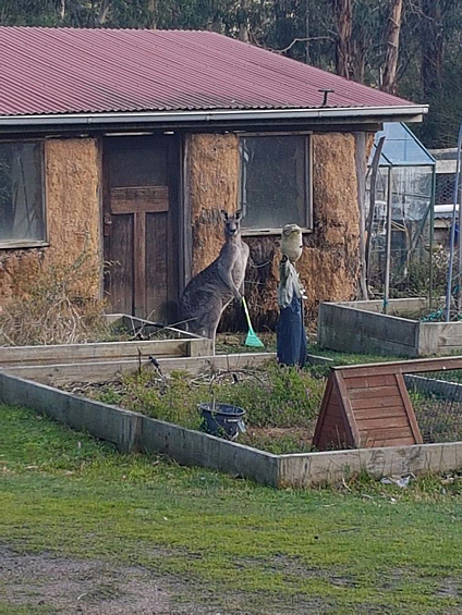 Очень похоже, что этот кенгуру помогает убирать двор