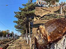 Губернатор Слюсарь запретил спиливать деревья выше 1,8 м в Ростовской области