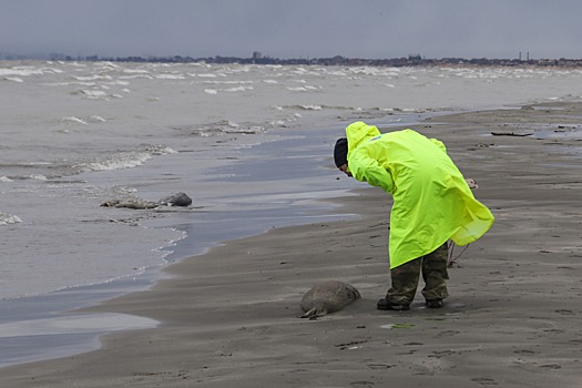 У погибших на берегу Каспия в Дагестане тюленей обнаружен птичий грипп