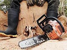 Чёрный лесоруб спилил 24 дуба на 12 млн рублей в Краснодарском крае