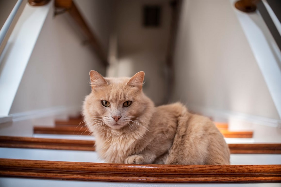 Почему кошки приносят домой мертвую добычу