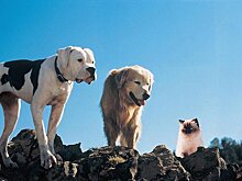 Тест: из какого фильма животное