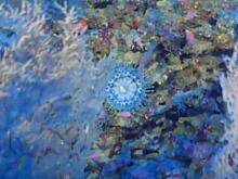 Британские ученые обнаружили десятки новых видов морских растений и животных