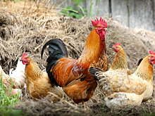 Гонконг приостановил импорт мяса птицы из Саратовской области из-за птичьего гриппа