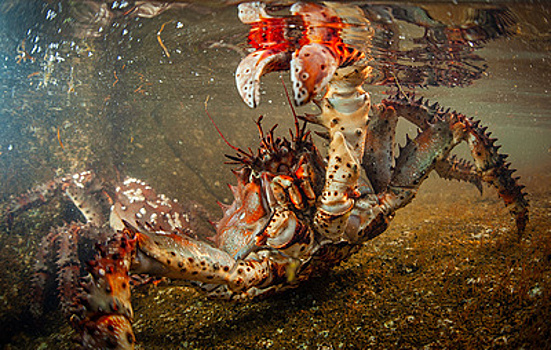 РБК: экспортные цены на российских крабов выросли почти в два раза