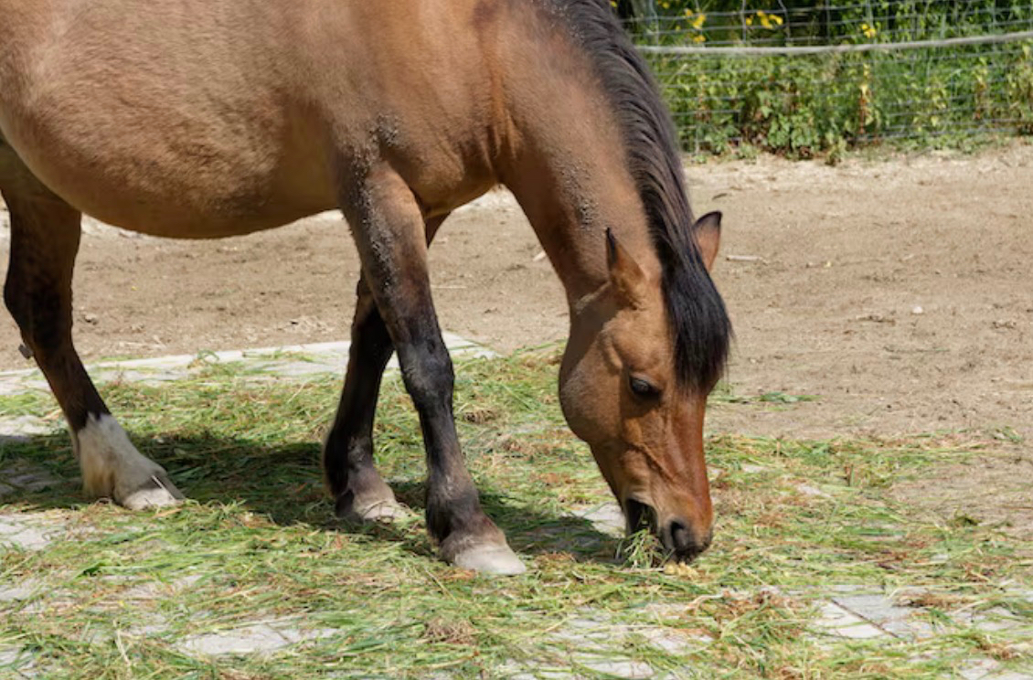 Не выбрасывайте! В России новогодние ёлки пустили на корма для лошадей