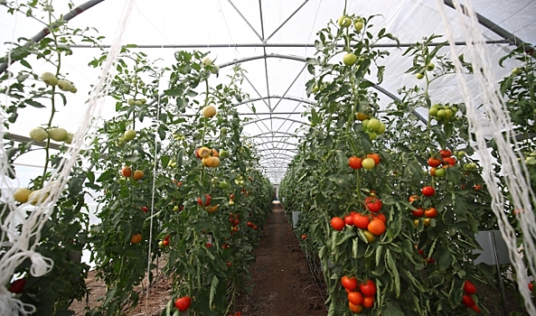 Малый агробизнес производит 50% сельхозпродукции в Волгоградской области