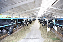 Нижегородская область должна на 90% обеспечить себя молочной продукцией