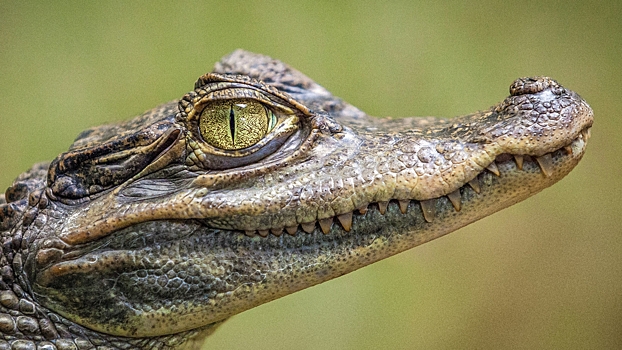 Россияне пожаловались на крокодила, который живет в студии телеканала