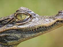 Россияне пожаловались на крокодила, который живет в студии телеканала