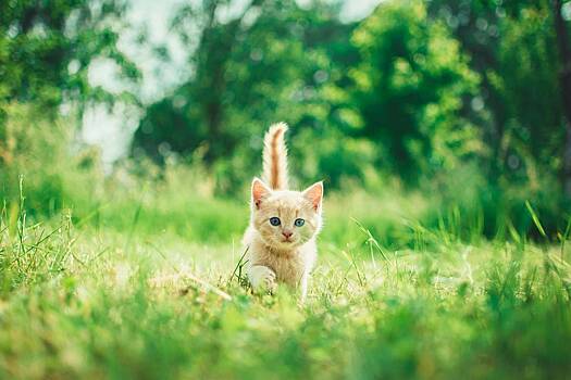 Котенка спасли с помощью мяуканья
