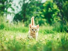 Котенка спасли с помощью мяуканья