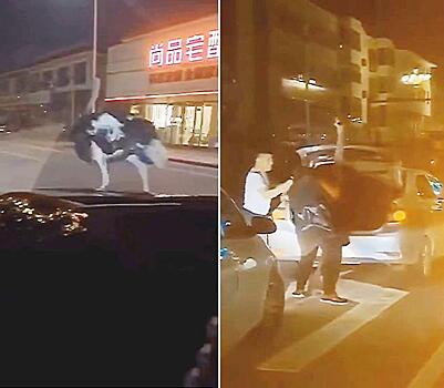 Страуса, бегающего по дороге, насильно усадили в багажник седана в Китае