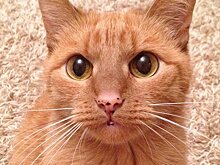 Хозяина кота по имени Боб обвинили в мошенничестве