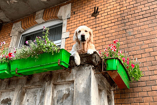 В Польше "Милый пес на балконе" стал одной из лучших достопримечательностей мира