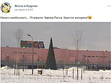 В Петербурге установили новогоднюю ель