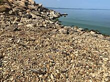 На одном из водохранилищ Челябинской области массово погибла рыба