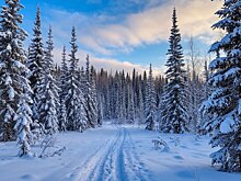 В районе Башкирии охотников призвали к отстрелу расплодившихся волков