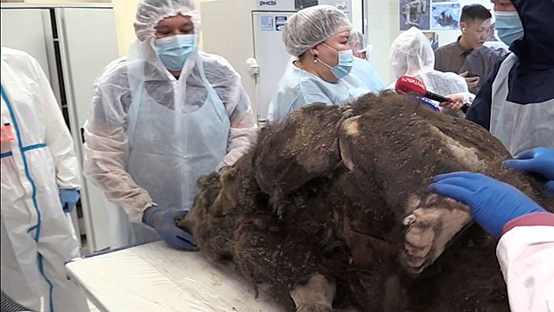 В Якутии найден медведь, пролежавший в вечной мерзлоте 3 500 лет