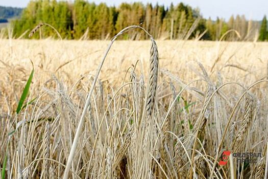 Миллион тонн зерна собрали в Курганской области