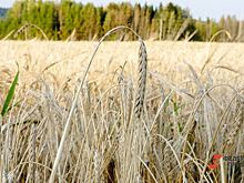 Миллион тонн зерна собрали в Курганской области
