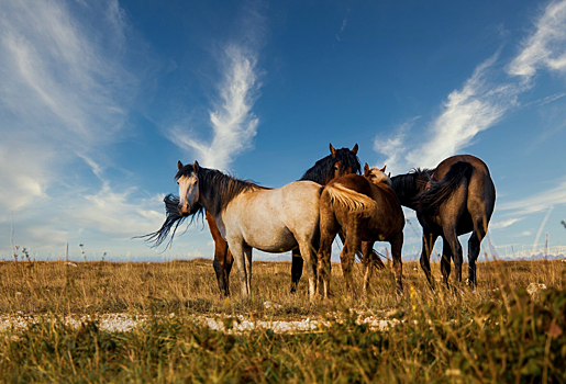 В Новосибирской области выделили 9 тысяч гектаров земли для развития туризма