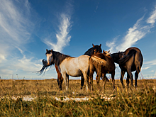 В Новосибирской области выделили 9 тысяч гектаров земли для развития туризма