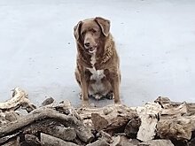 Названа самая старая собака в истории