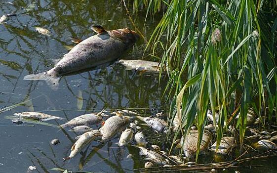 На озере в Омской области массово гибнет рыба