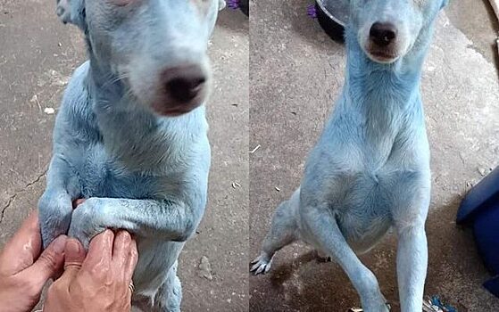 Мужчина решил помыть собаку, но перепутал шампунь с краской