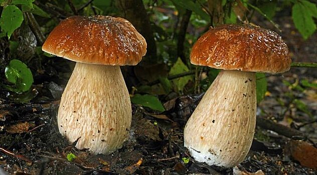 Благушка, рыжик и белый: почему эти грибы на Руси ели сырыми