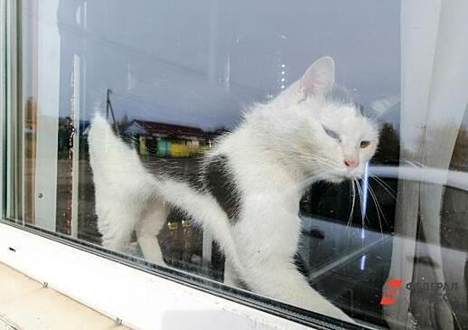 В Тюмени мужчина выбросил кота из окна многоэтажки