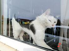 В Тюмени мужчина выбросил кота из окна многоэтажки