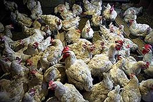 Мясники хотят добавки