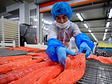 На Камчатке прогнозируют рекордный улов лососевых в этом году