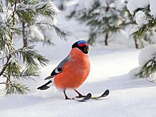 26-е Республиканские зимние спортивные игры обучающихся пройдут в Удмуртии