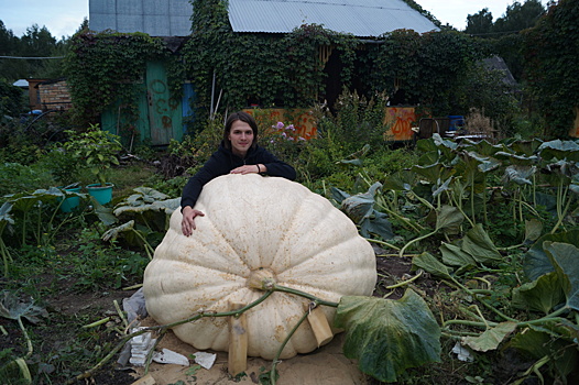 Как я вырастил самую большую тыкву в России