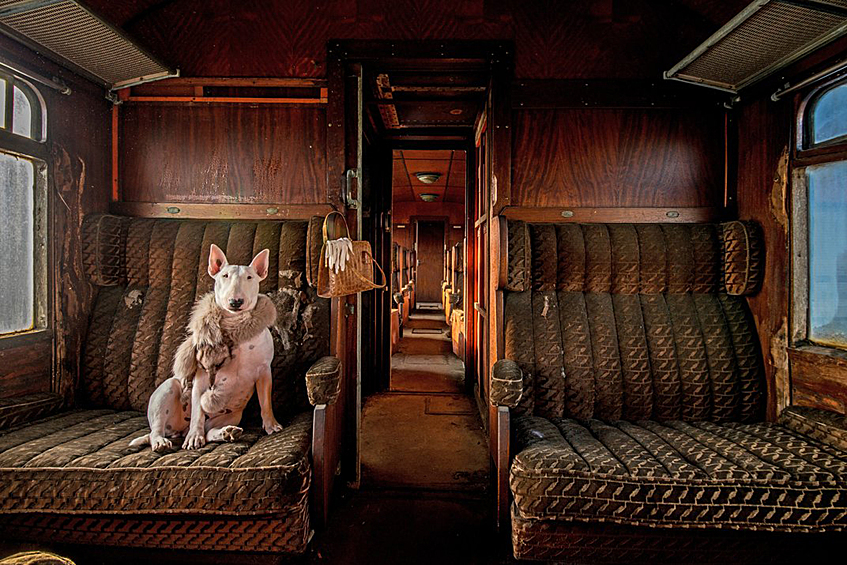 Бультерьер Клэр  в заброшенном поезде. Финалист в номинации «Измененное изображение»