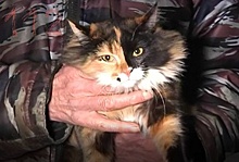 Кошка спасла от пожара жителей нижегородской пятиэтажки