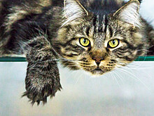 В Новосибирске зоозащитники спасли от пенсионерки 70 кошек