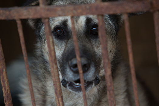 «Убийства теперь невозможны»: Названы сильные стороны закона о защите животных