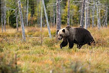 Охотовед оценил риск нашествия медведей осенью-2023 в Новосибирской области