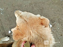 Карантин по бешенству отменили в четырех районах Нижегородской области