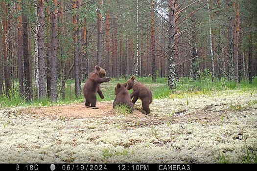 Зоолог Волков рассказал, какие животные обитают в Керженском заповеднике