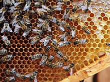 «Я не хочу потерять супруга»: екатеринбурженка подаст в суд на соседа, чьи пчёлы кусают её мужа