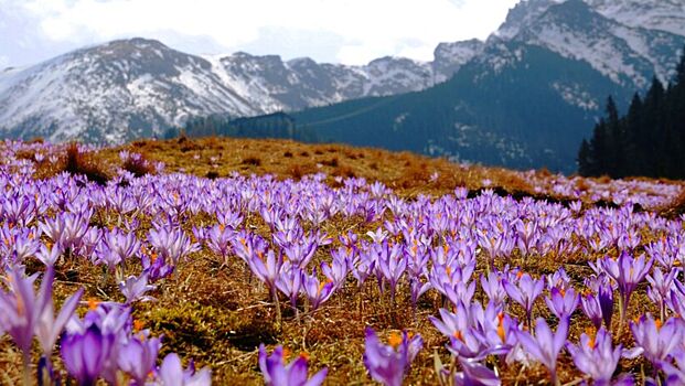 Все цветет и пахнет: где в России красивее всего в начале весны